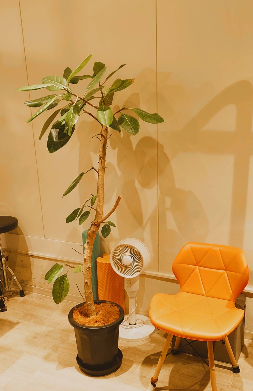 観葉植物と椅子が置かれた、かんじどうの待合スペース